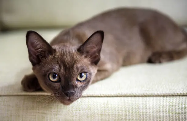 Burmese Cat