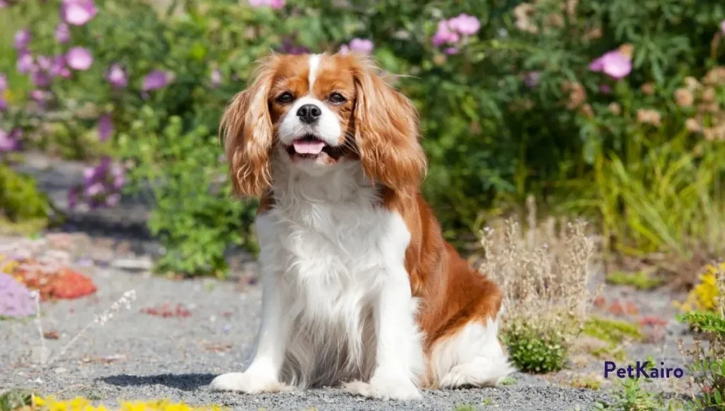 Cavalier King Charles Spani