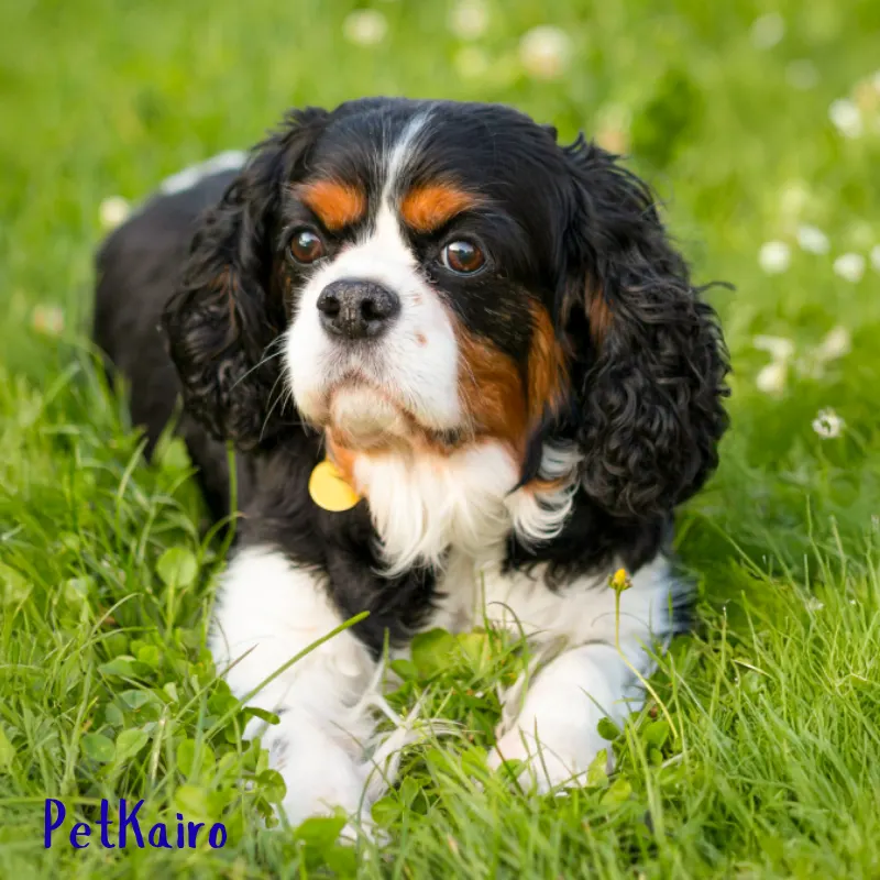 7 Trainable Small Dog Breeds That Are Big on Brain Cavalier King Charles Spaniel