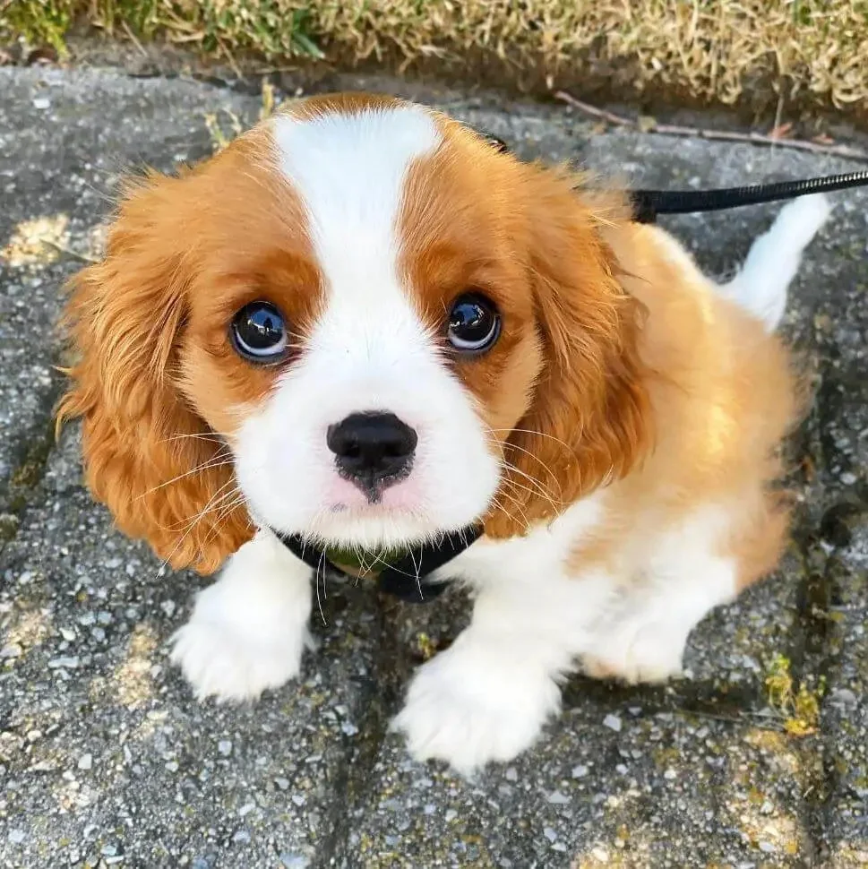Top 9 Dog Breeds for People Who Work for Long Hours Cavalier King Charles Spaniel puppies