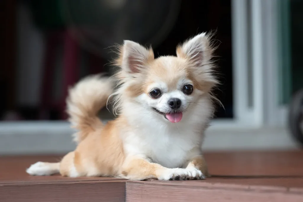 Top 9 Dog Breeds for People Who Work for Long Hours Chihuahua