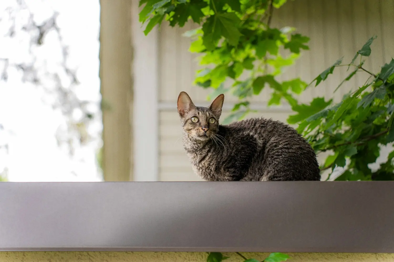 Cornish Rex Cat