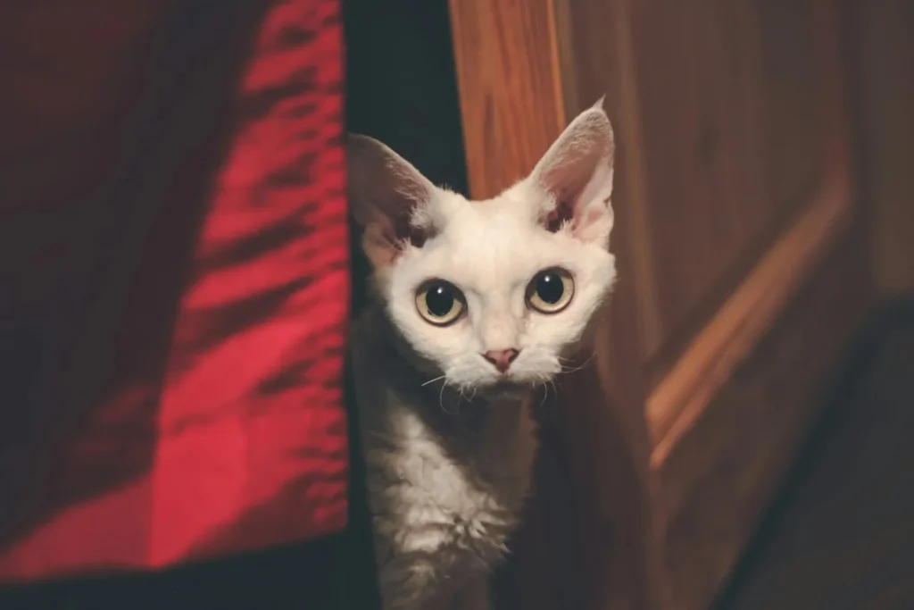 Devon Rex Cat
