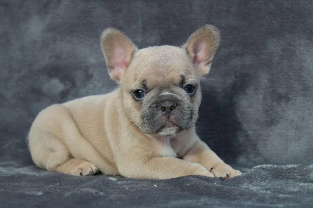 Top 9 Dog Breeds for People Who Work for Long Hours French Bulldog
