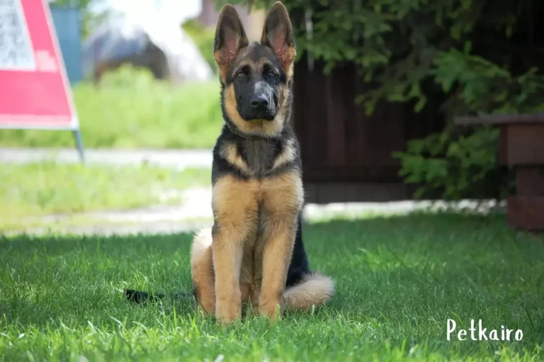 German Shephard 