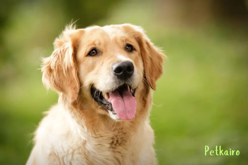 Top 7 Smartest Large Dog Breeds: Loyal Protectors Golden Retriever