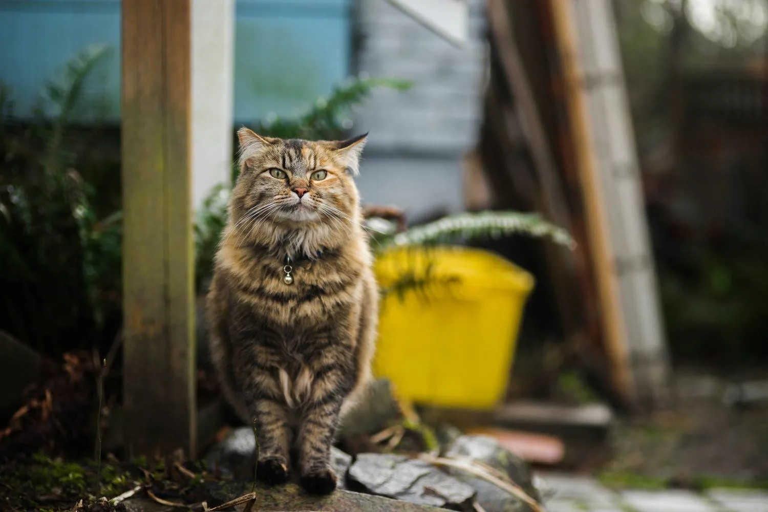 Japanese Bobtail Cat