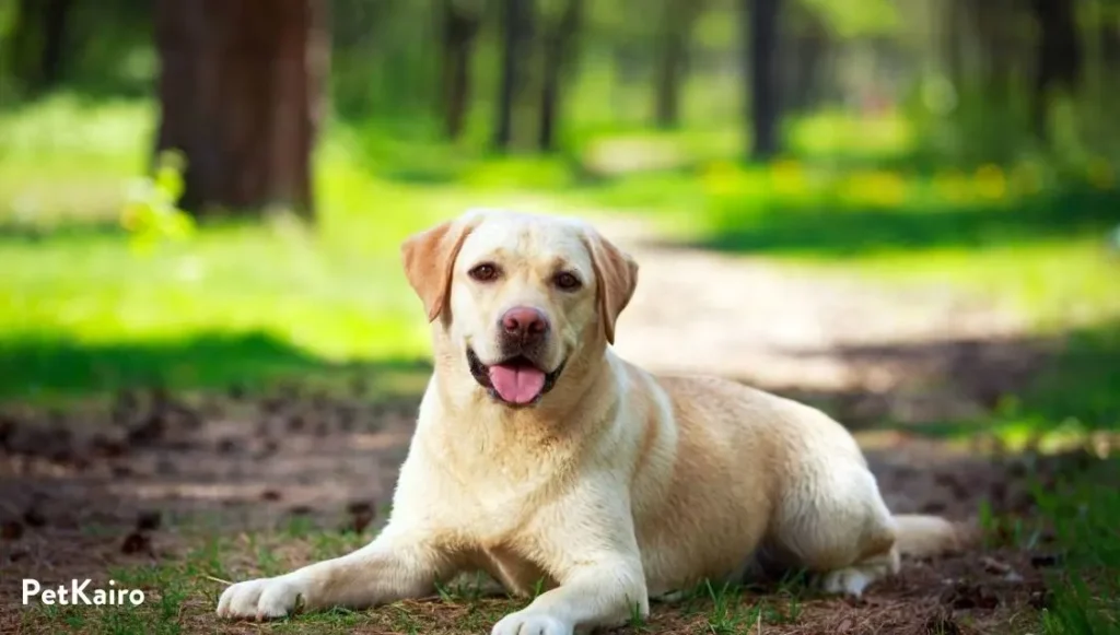 Labrador Retriever
