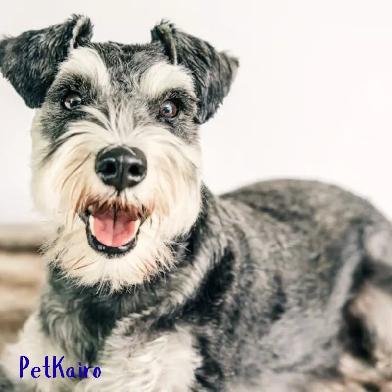 7 Trainable Small Dog Breeds That Are Big on Brain Miniature Schnauzer