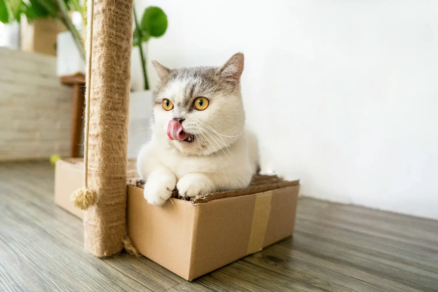 Munchkin Cat