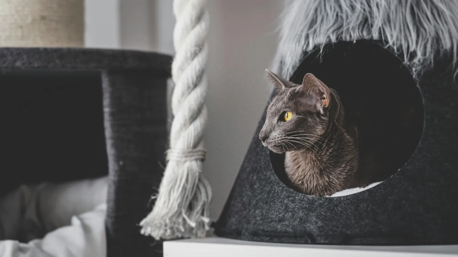 Oriental Shorthair Cat