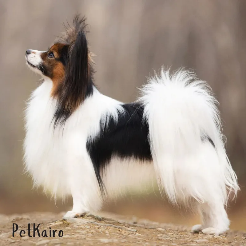 7 Trainable Small Dog Breeds That Are Big on Brain Papillon
