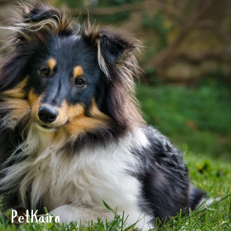 7 Trainable Small Dog Breeds That Are Big on Brain Pembroke Weish Corgi