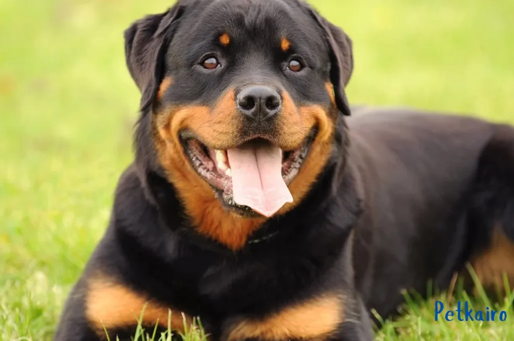 Top 7 Smartest Large Dog Breeds: Loyal Protectors Rottweiler