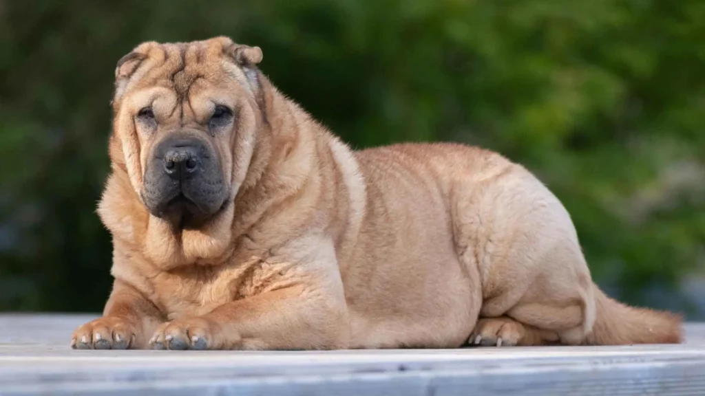 Top 9 Dog Breeds for People Who Work for Long Hours Shar Pei