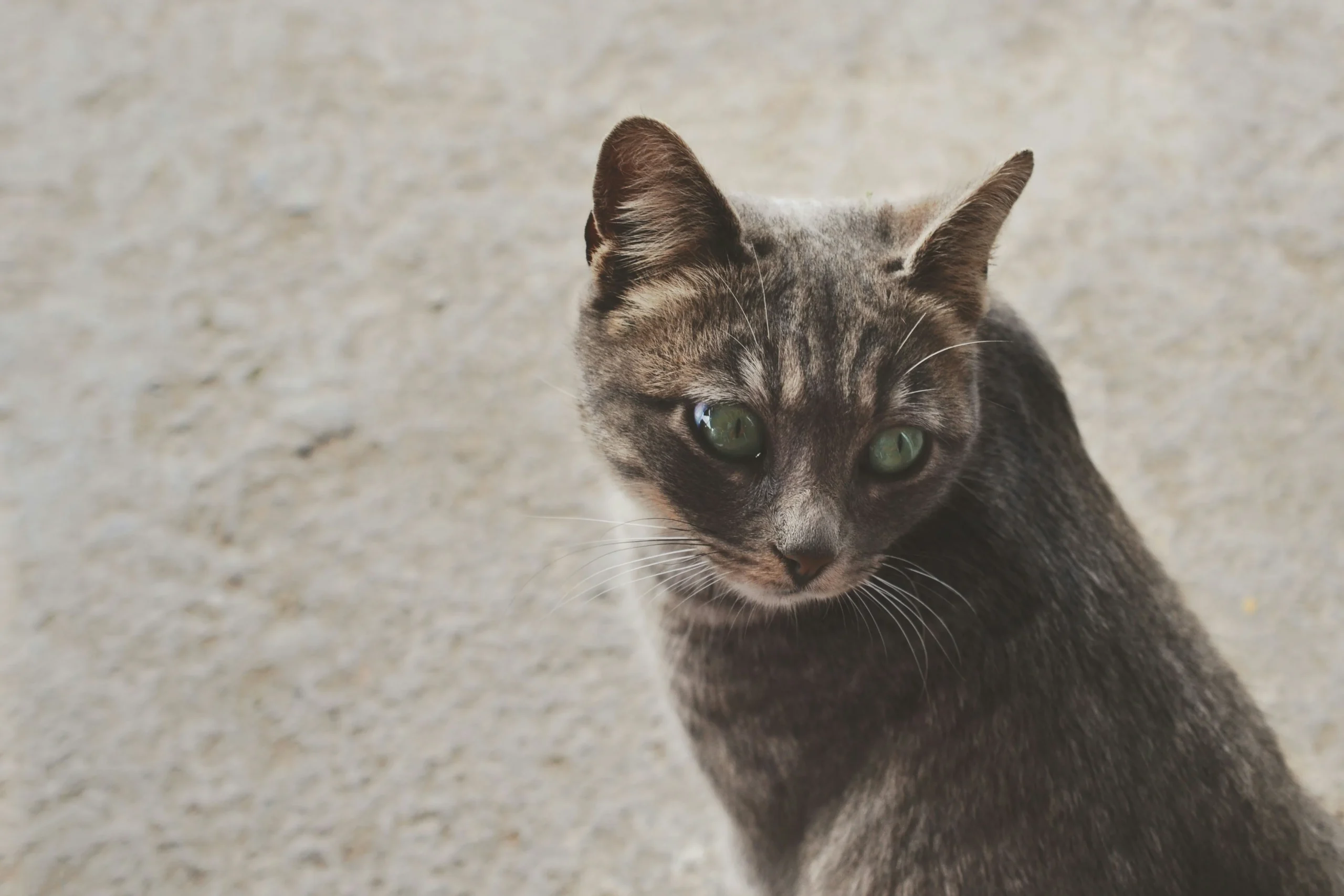 Singapura cat