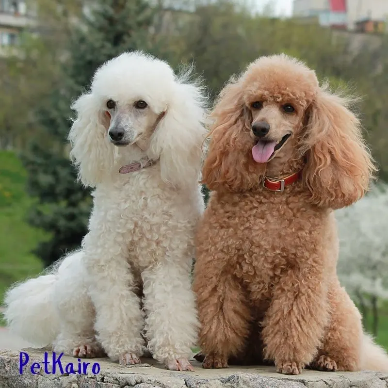 7 Trainable Small Dog Breeds That Are Big on Brain Toy and Miniature Poodle