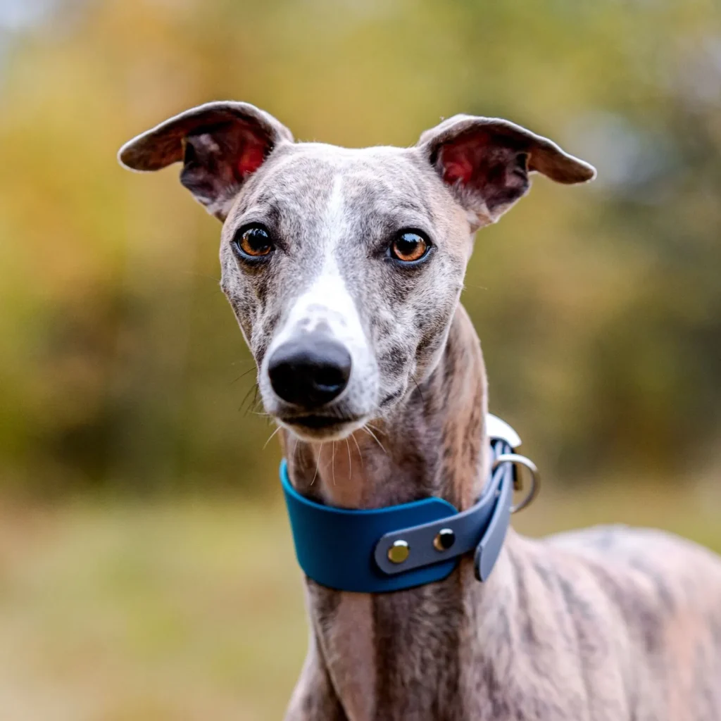 Top 9 Dog Breeds for People Who Work for Long Hours Whippet