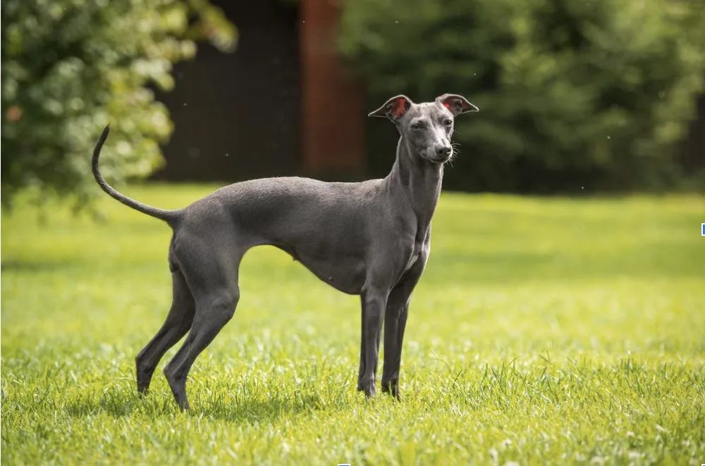 Top 9 Dog Breeds for People Who Work for Long Hours greyhound