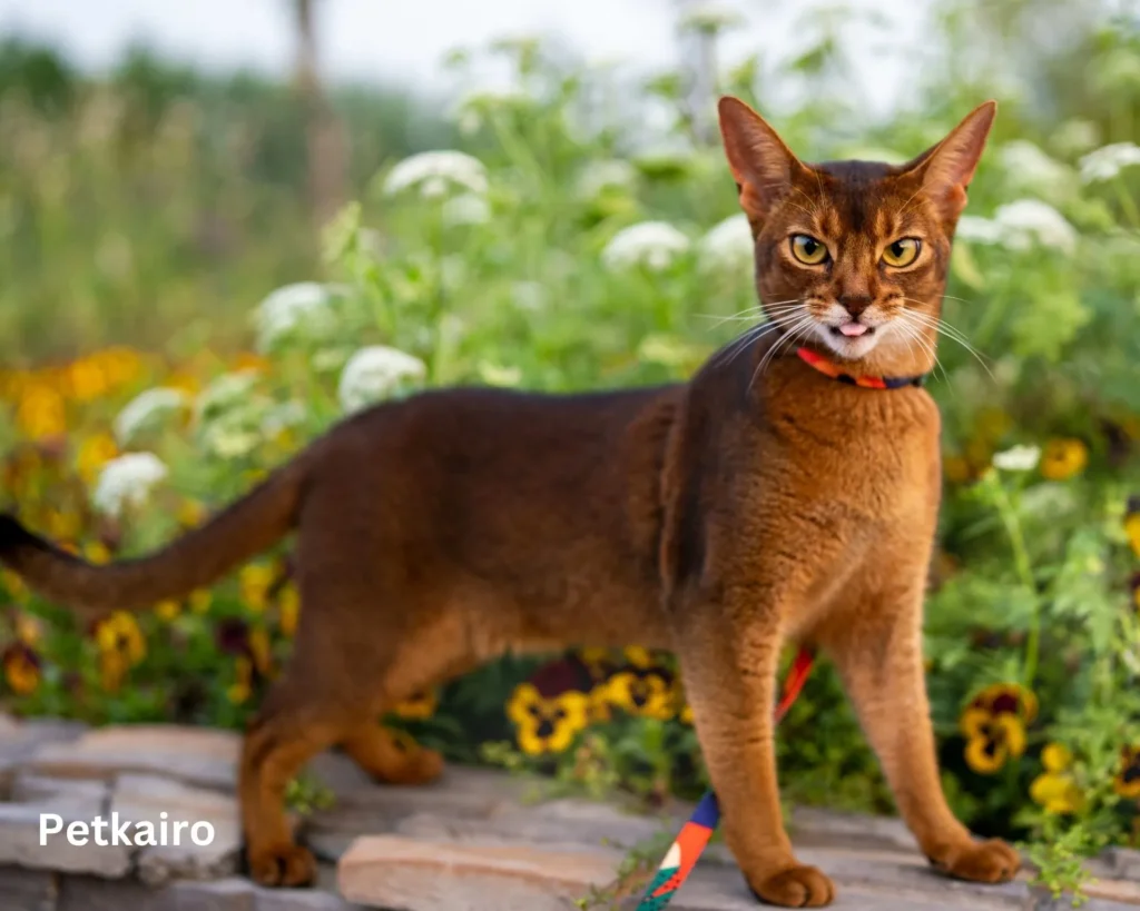 Top 10 popular Cat Breeds inside the U.S. (2025 edition) Abyssinian