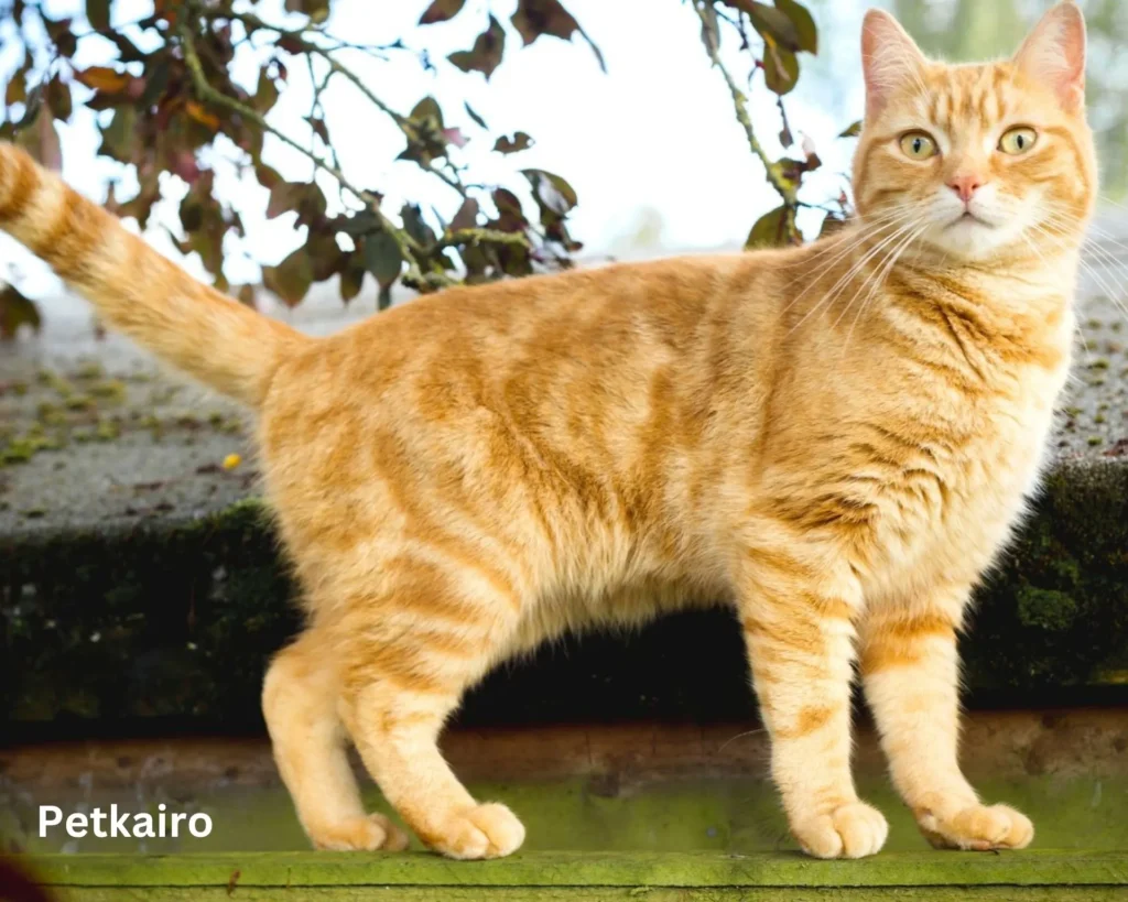 Top 10 popular Cat Breeds inside the U.S. (2025 edition) American Shorthair