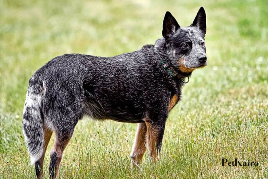 Australian Cattle Dog