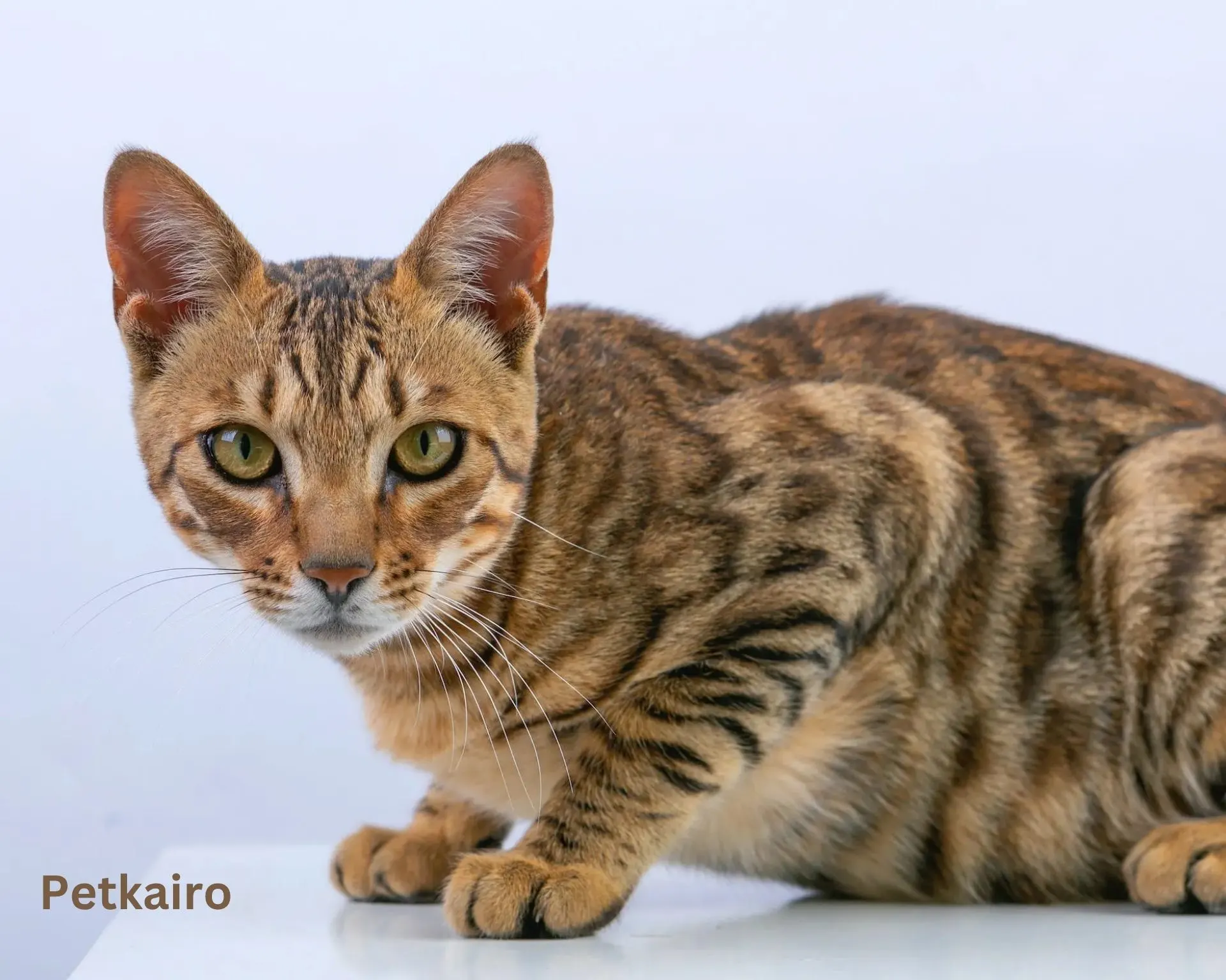 Top 10 popular Cat Breeds inside the U.S. (2025 edition) Bengal
