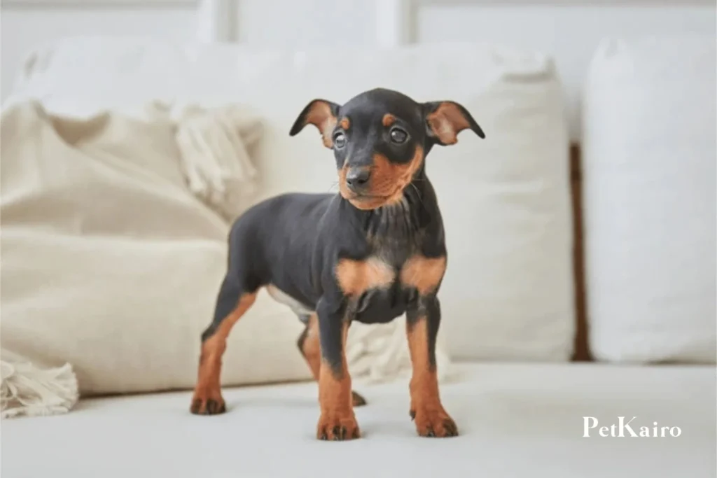Doberman Pinscher (2)
