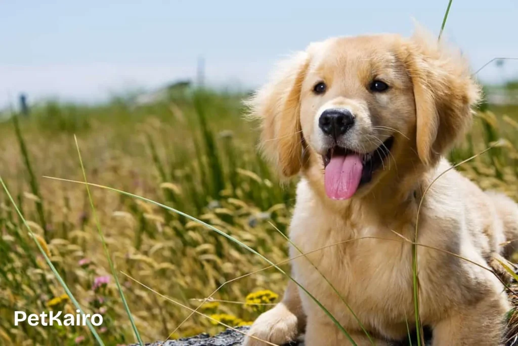 Golden Retriever