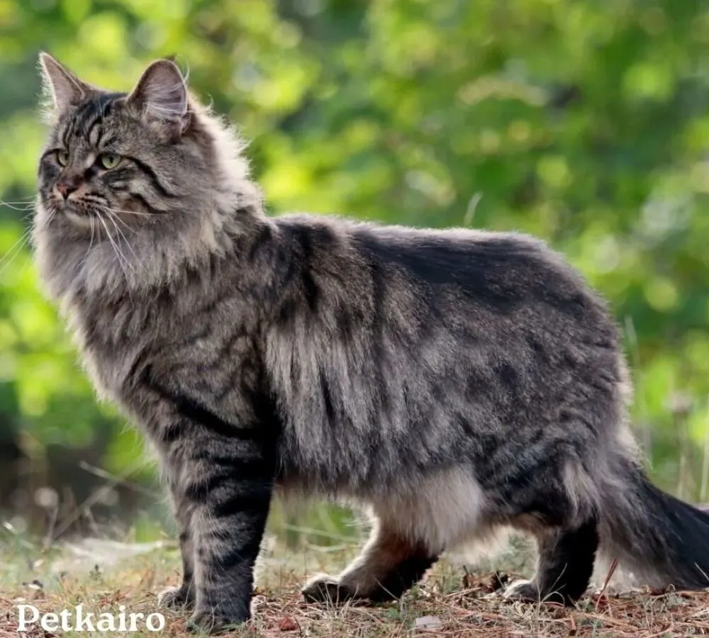 9 Most Beautiful Cat Breeds You Need to Know About
