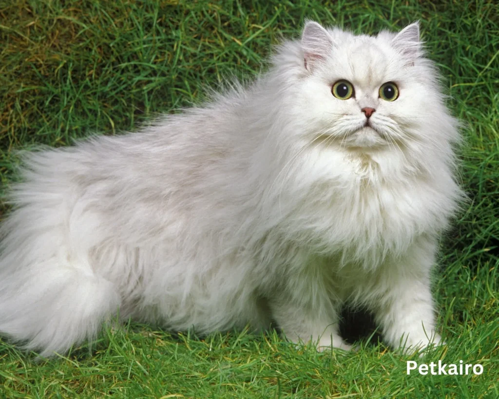 Top 10 popular Cat Breeds inside the U.S. (2025 edition) Persian