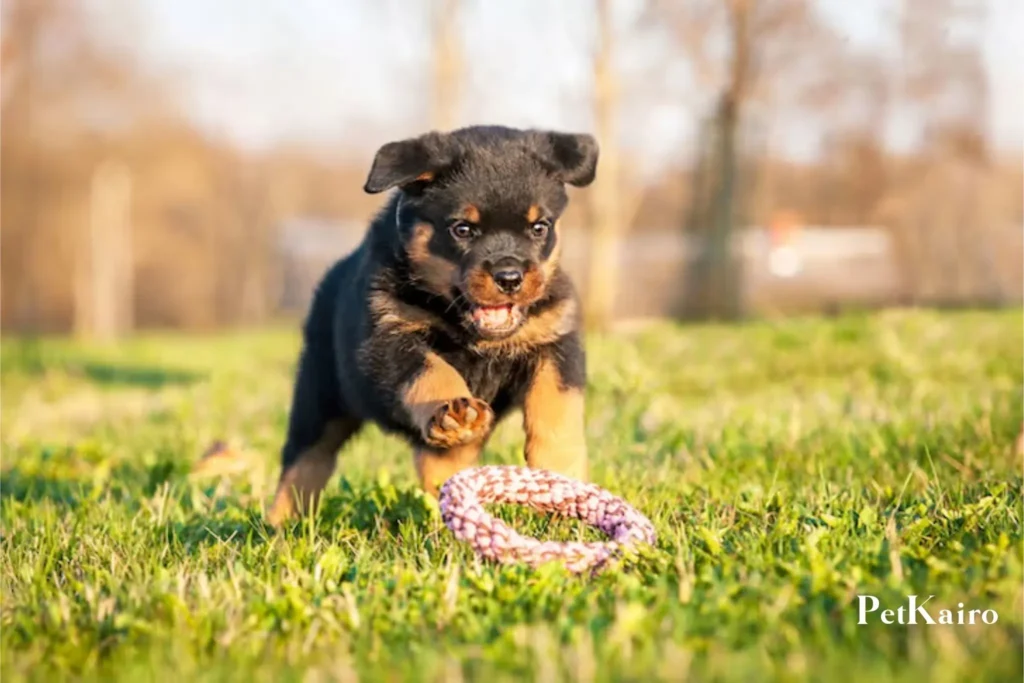 Rottweiler