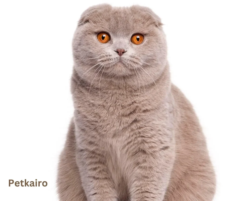 Top 10 popular Cat Breeds inside the U.S. (2025 edition) Scottish Fold
