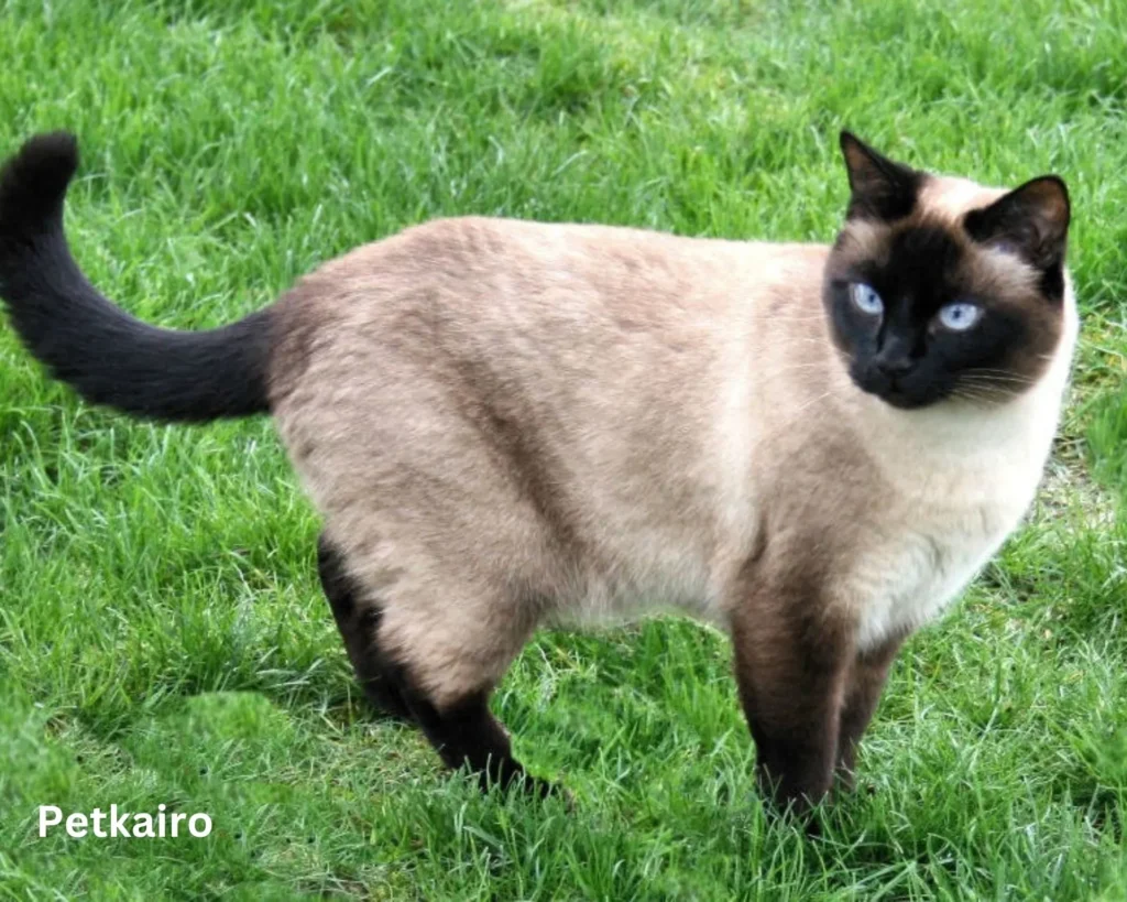 Top 10 popular Cat Breeds inside the U.S. (2025 edition) Siamese