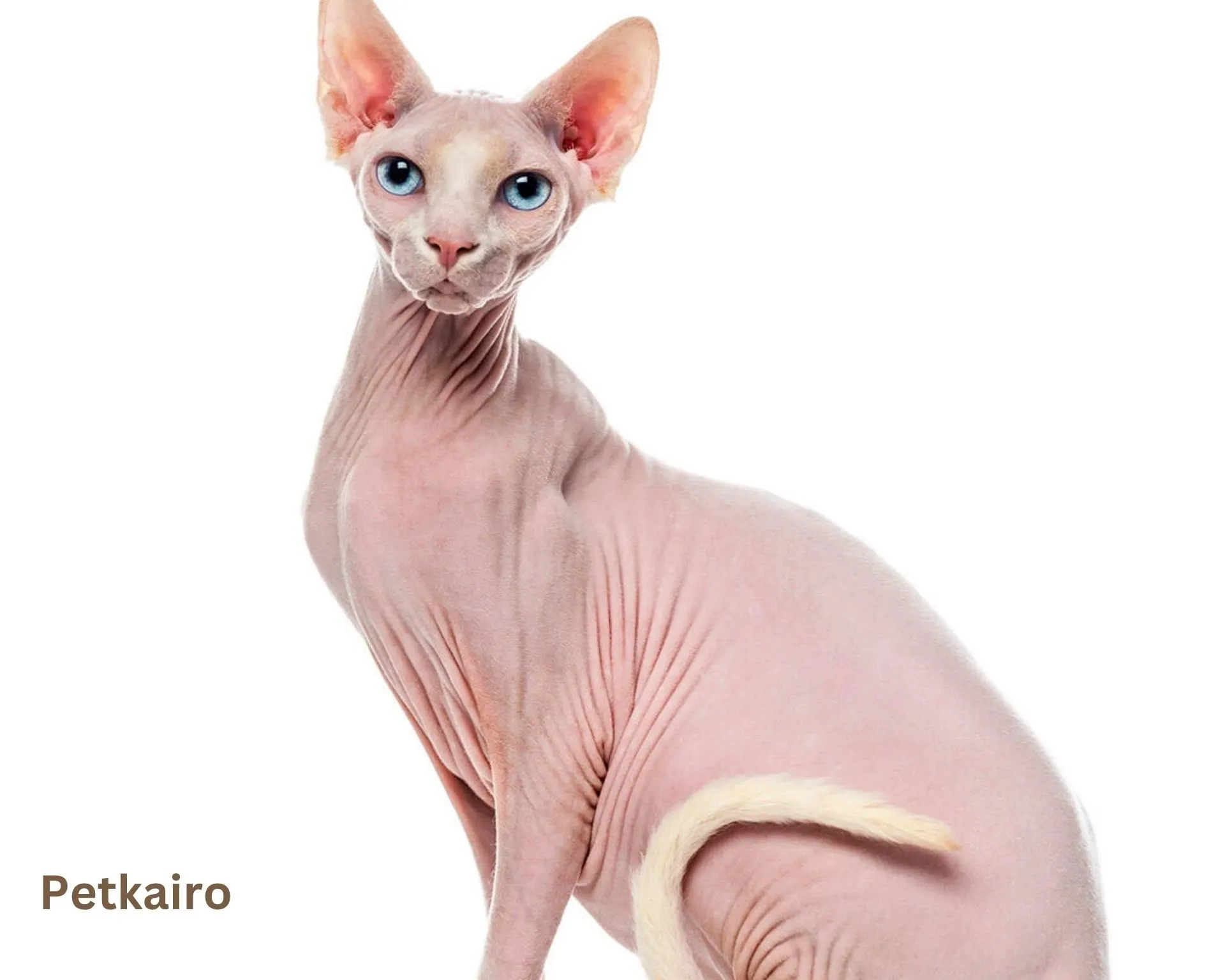 Top 10 popular Cat Breeds inside the U.S. (2025 edition) Sphynx