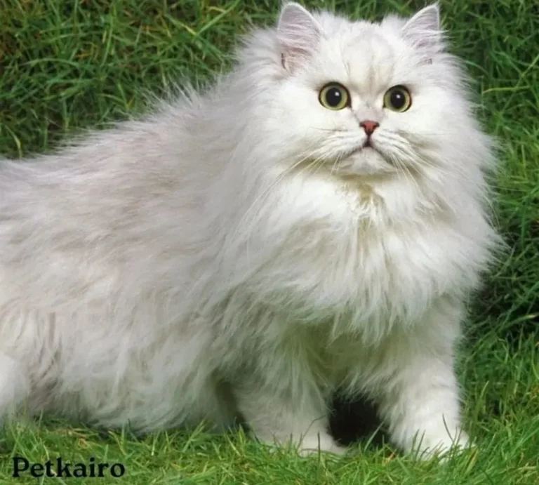 persian cat
