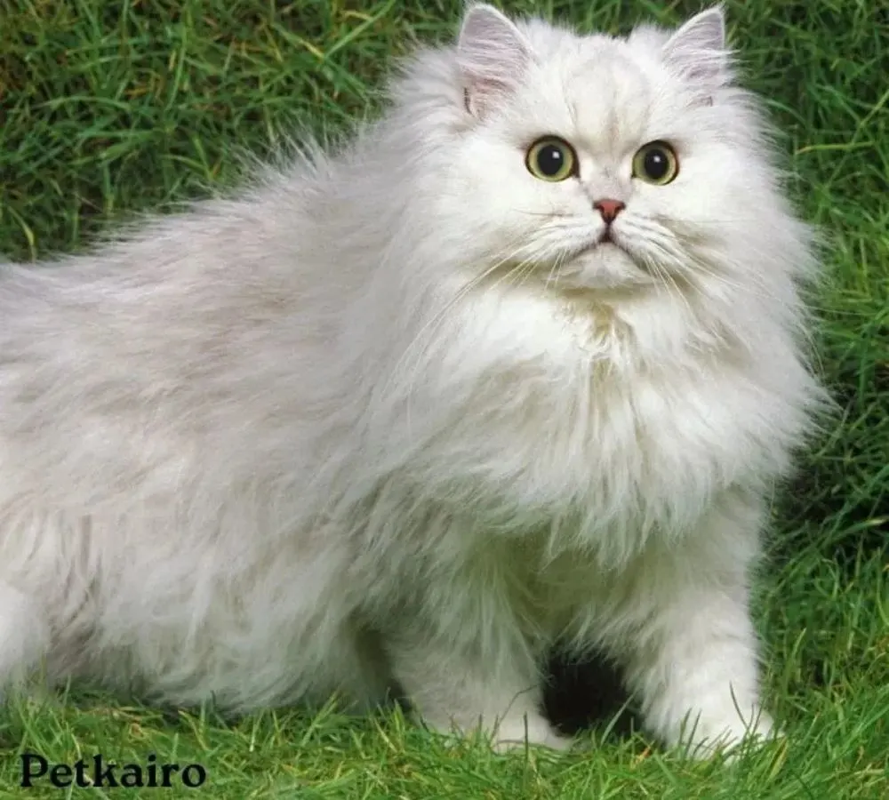 persian cat