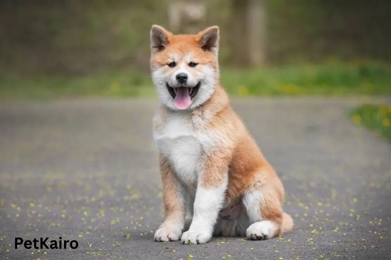 Akita