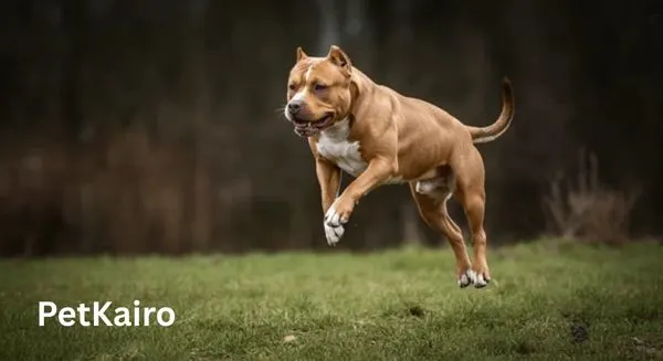 American Pit Bull Terrier