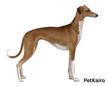 Azawakh