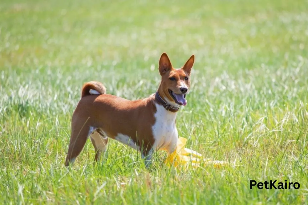 Basenji