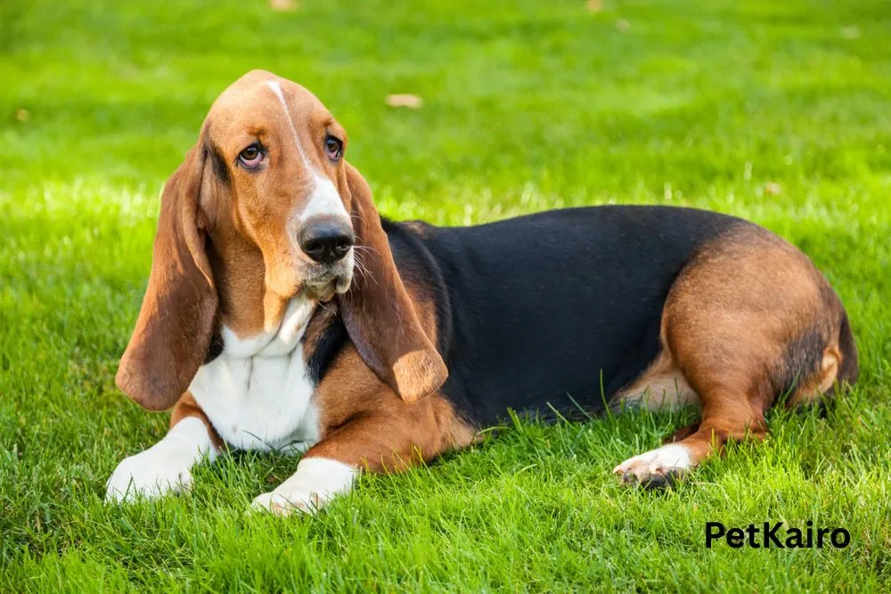 Basset Hound