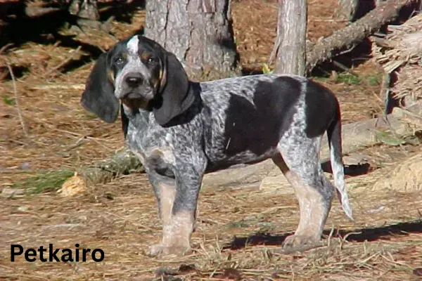 Bluetick Coonhound