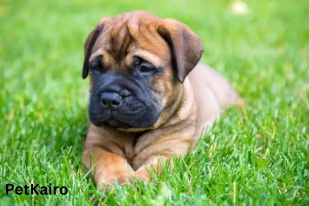 Bullmastiff
