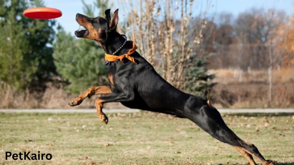 Doberman Pinscher