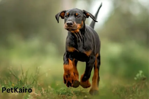 Doberman Pinscher