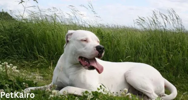 Dogo Argentino