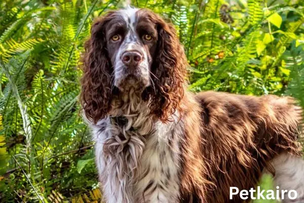 English Springer Spaniel