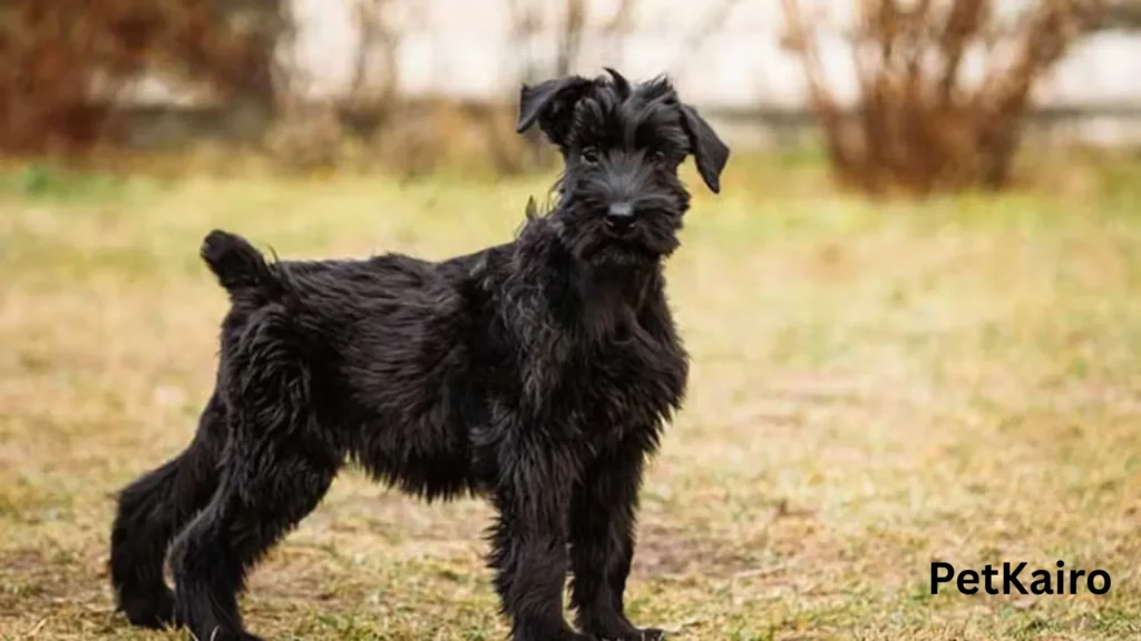 Giant-Schnauzer
