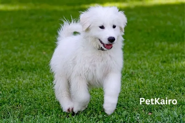 Great Pyrenees
